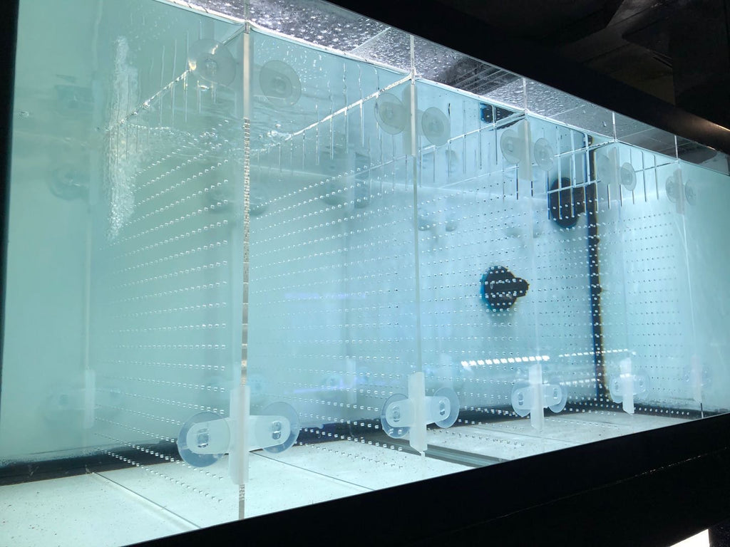 RA Acrylic Aquarium Divider Kit with Suction Cups for 10 / 20L / 20H / – Reefing Art AquaTech